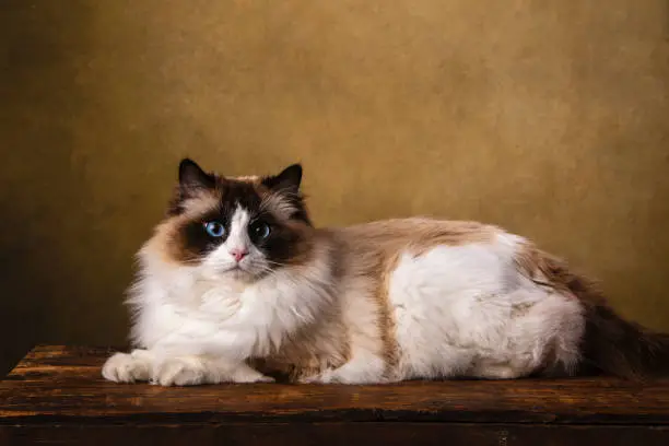 A beautiful purebred bicolor Ragdoll cat, brown and white with blue eyes. Fine art portrait , shot in studio with a brown vignetted background. The cute little cat is looking at camera, and there is copy space above the cat.