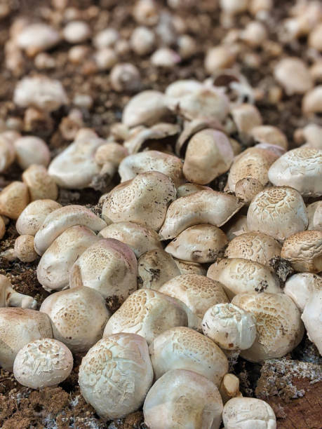 istock mushrooms growing in a dirt farm inside a grocery store 1197189295