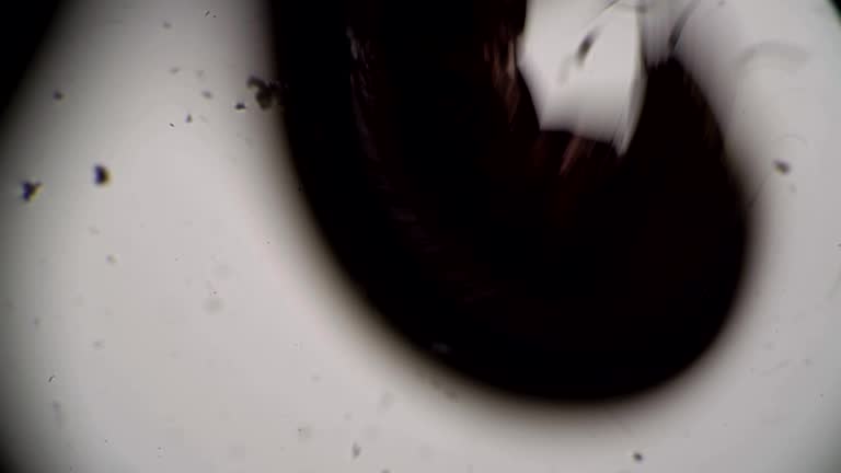 The dark translucent silhouette of a worm moves in dirty water close-up in microscope