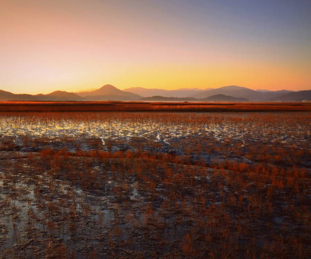 istock Suncheon bay, South Korea 1197190196