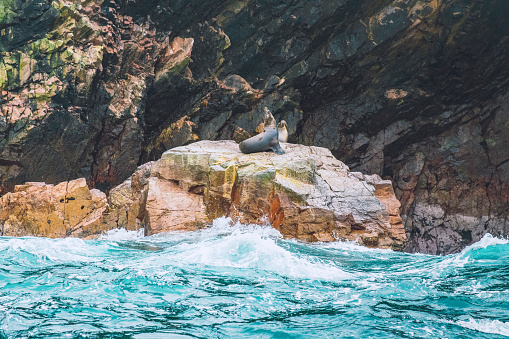 Sea lions on the rocks seen at the Ballestas Islands National Reserve located just outside of Paracas, Peru, South America.