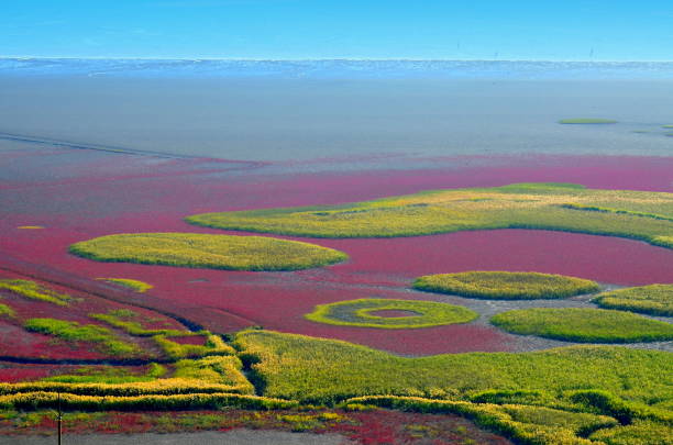 Suncheon bay wetlands reserve, South Korea