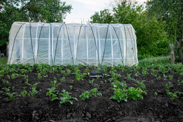 istock Sprinkler watering potatoes in garden 1197191223