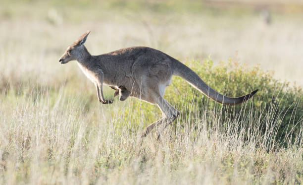 istock kangaroos with  joey 1197191262