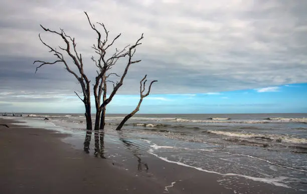 Boneyard Beach on Bulls Island/Cape Romain in South Carolina.