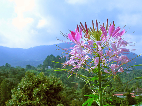 A pink flowering plant with beautiful views of Cameron Highlands in Malaysia.