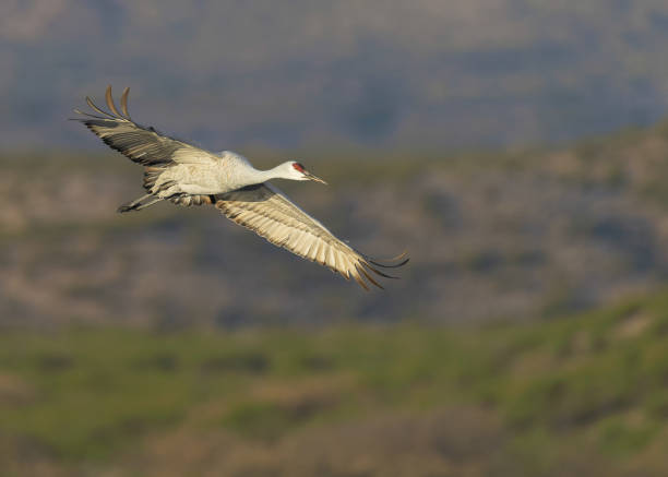 istock One sandhill crane in flight at Bosque 1197193755