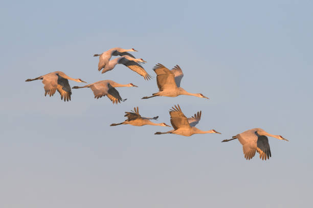 istock Sandhill cranes in flight at Bosque del Apache 1197193805