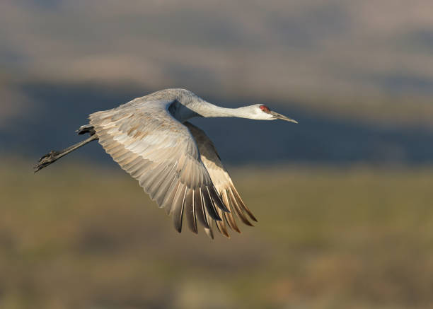 istock One sandhill crane in flight at Bosque 1197193850