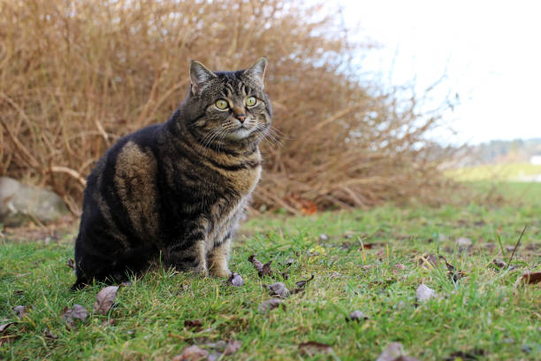 istock A pretty brown-black fat cat sitting on a meadow 1197193852