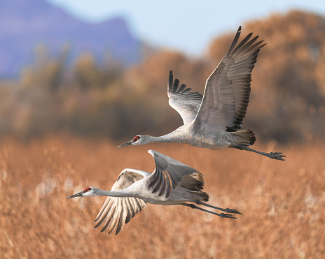 Two sandhill cranes in flight at the Bosque del Apache National Wildlife Refuge in New Mexico