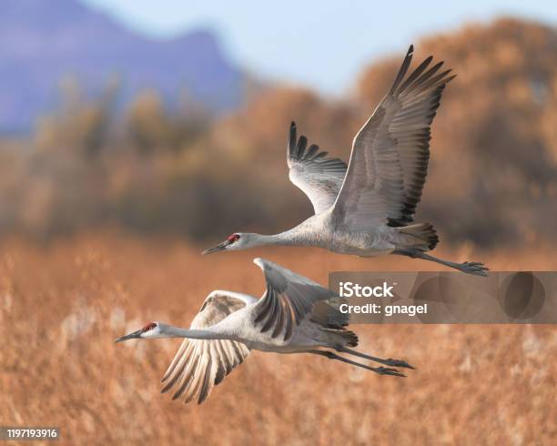 Two Sandhill Cranes In Flight At Bosque Del Apache Stock Photo - Download Image Now - Sandhill Crane, Animal Migration, Bird