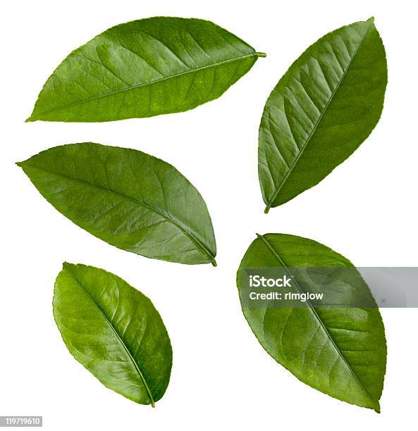 Folhas De Limão - Fotografias de stock e mais imagens de Botânica - Ciência de plantas - Botânica - Ciência de plantas, Cor verde, Figura para recortar
