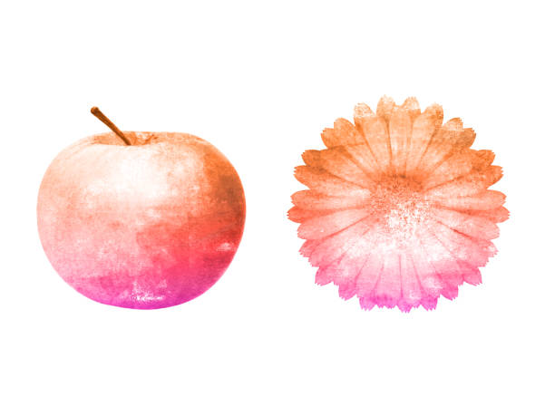 istock watercolor apple with flower isolated on a white background. 1197196903