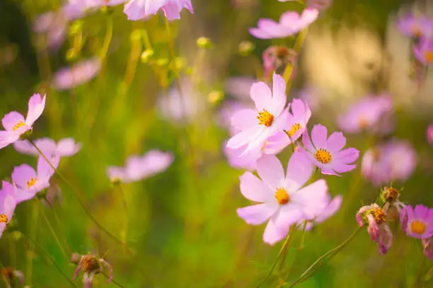 beautiful  pink  Cosmea on a green background
