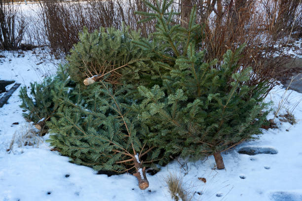 istock christmas tree end of life garbage 1197197243