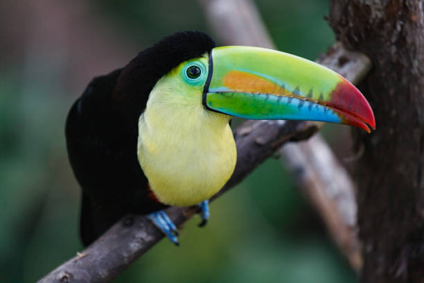 Keel-billed Toucan in a Costa Rica Tropical Rainforest. Also Known as the Rainbow Toucan Exotic Birds of Costa Rica. The Colorful Keel-billed Toucan in a Tropical Rainforest rainbow toucan stock pictures, royalty-free photos & images