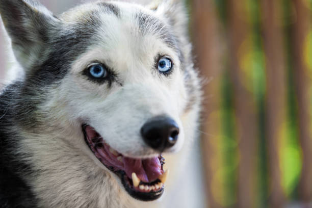 istock Alaskan Husky dog is looking straight at the camera with curiosity 1197198861