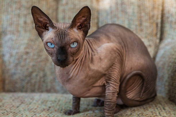 istock Sphynx cat laying on a lazy boy couch outdoors 1197198975
