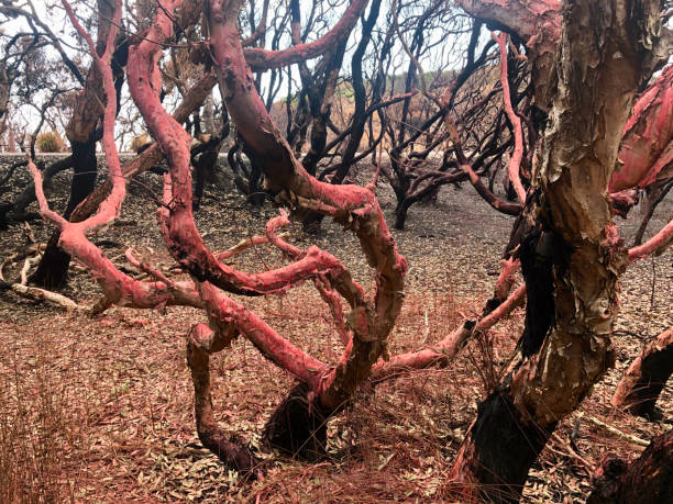 istock Grotesque Landscape - Pink Fire Retardant on Burnt Tea Trees 1197198982