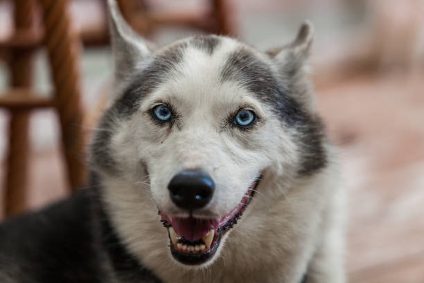 istock Alaskan husky dog is looking straight at the camera while breathing 1197199035