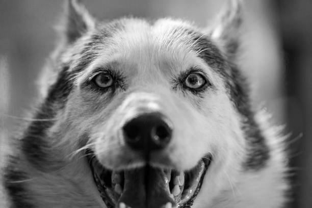 istock Alaskan Husky dog is looking straight at the camera while smiling so bad 1197199105