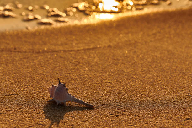 istock starfish shell on sunrise sunset beach 1197199788