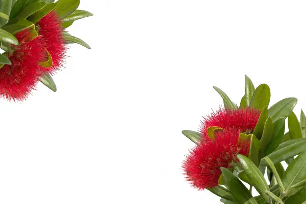 Photo of Pohutukawa collage- New Zealand Christmas tree on white  background