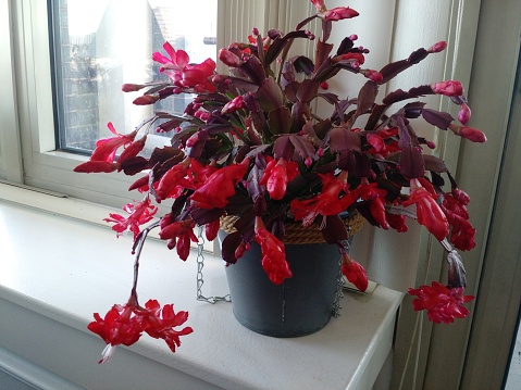 Christmas cactus with red blossoms on white window shelf in galvanized bucket