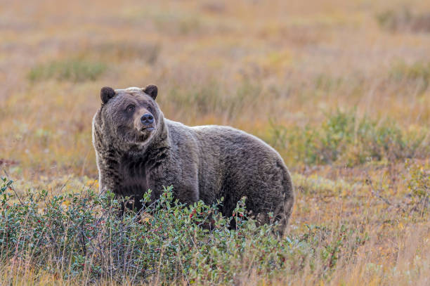 istock Alaska Brown Bear - Ursus arctos 1197203210