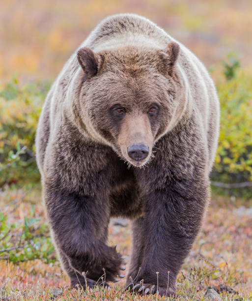 istock Alaska Brown Bear - Ursus arctos 1197203212
