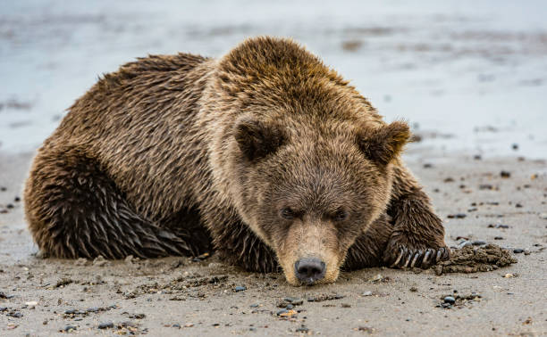 istock Alaska Brown Bear - Ursus arctos 1197203220