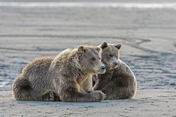 istock Alaska Brown Bear - Ursus arctos 1197203233
