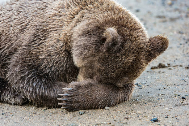 istock Alaska Brown Bear - Ursus arctos 1197203259