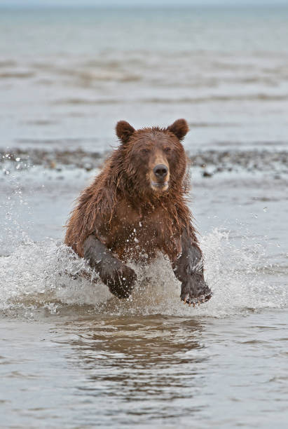 istock Alaska Brown Bear - Ursus arctos 1197203311