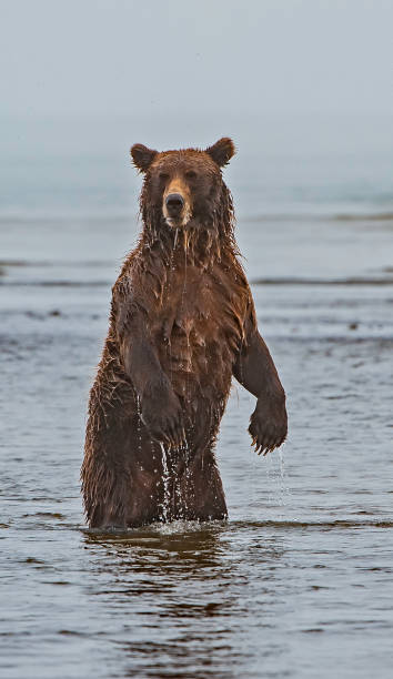 istock Alaska Brown Bear - Ursus arctos 1197203315