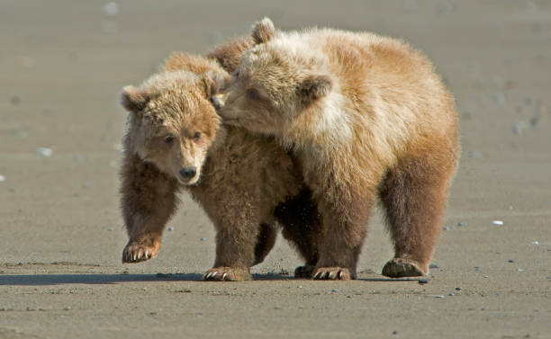 istock Alaska Brown Bear - Ursus arctos 1197203322