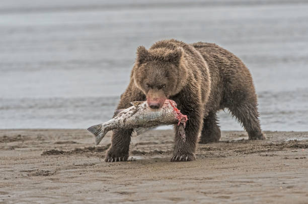 istock Alaska Brown Bear - Ursus arctos 1197203336
