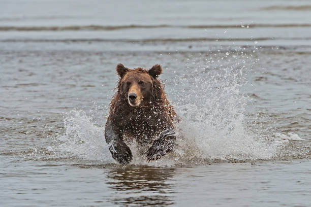 istock Alaska Brown Bear - Ursus arctos 1197203345