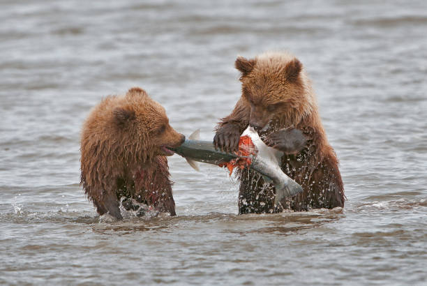 istock Alaska Brown Bear - Ursus arctos 1197203353