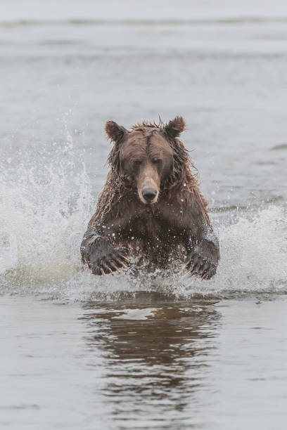 istock Alaska Brown Bear - Ursus arctos 1197203354