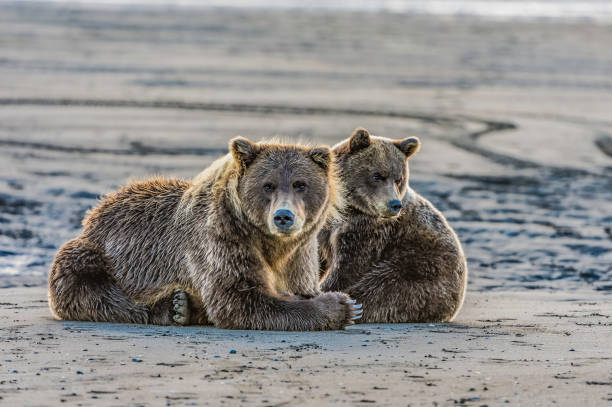 istock Alaska Brown Bear - Ursus arctos 1197203356