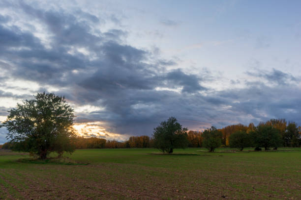 istock Trees in the field during sunset of Soria 1197203593