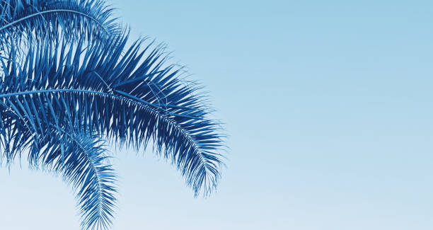 istock Long banner with palm leaves on blue background with copy space 1197203615