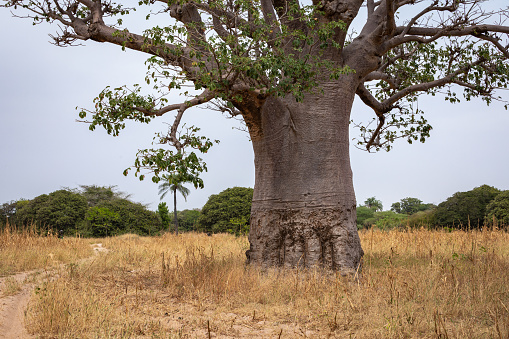 Massive baobab trees in the dry arid savannah of south west Senegal.