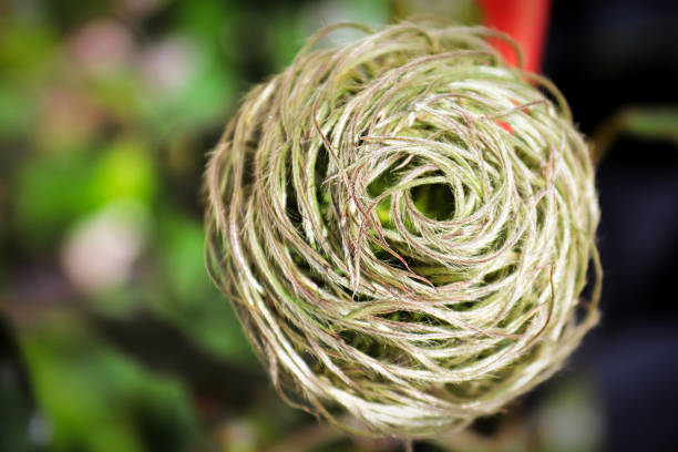 Twisted clematis flower tufts at the end of summer.
