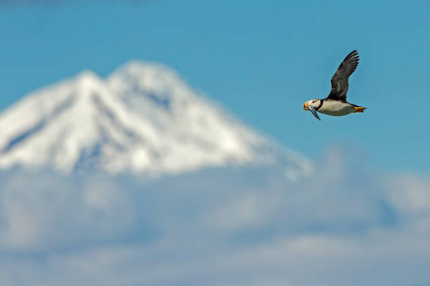 Horned Puffin - Fratercula corniculata Horned Puffins in Alaska flying some with fish in their beak. charadriiformes stock pictures, royalty-free photos & images