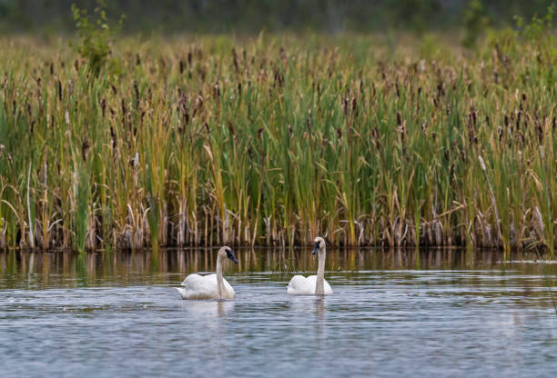istock Trumpeter Swan - Cygnus buccinator 1197204992