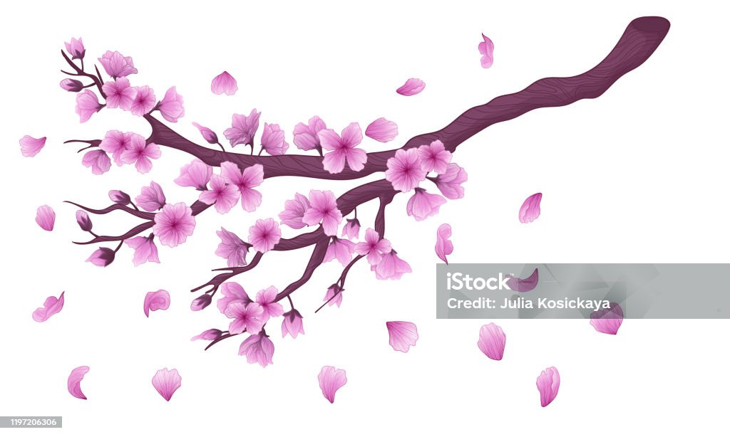 Ilustración de Rama De Flor De Sakura Dibujada A Mano Vectorial Con Flores Y Pétalos Que Caen Aislados Sobre Fondo Blanco Ilustración De Stock Símbolo Romático Japonés Rama De Cerezo Flor De Ilustración de Rama De Flor De Sakura Dibujada A Mano Vectorial Con Flores Y Pétalos Que Caen Aislados Sobre Fondo Blanco Ilustración De Stock Símbolo Romático Japonés Rama De Cerezo Flor De