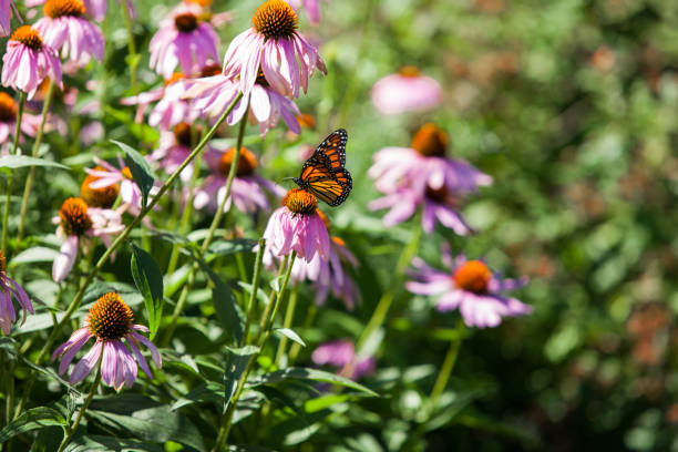 istock Monarch butterfly on echinacea flower 1197206870